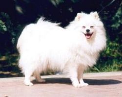 SPITZ MIC ITALIAN TIP VULPE